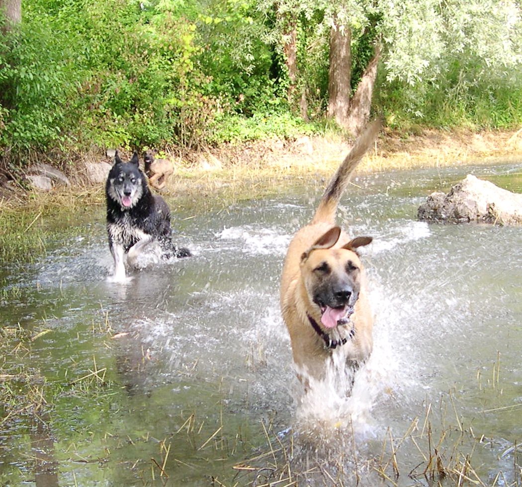Des chiens et des forêts 1